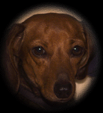 Honey the Hell Hound